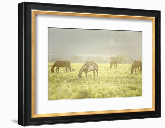 Philmont Scout Ranch Horses at Pasture before Sunset. Cimarron, New Mexico-Maresa Pryor-Framed Photographic Print