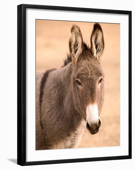 Philmont Scout Ranch Museum Burro, Cimarron, New Mexico, USA-Walter Bibikow-Framed Photographic Print