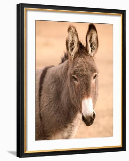 Philmont Scout Ranch Museum Burro, Cimarron, New Mexico, USA-Walter Bibikow-Framed Photographic Print