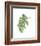 Philodendron III-Jenny Kraft-Framed Giclee Print