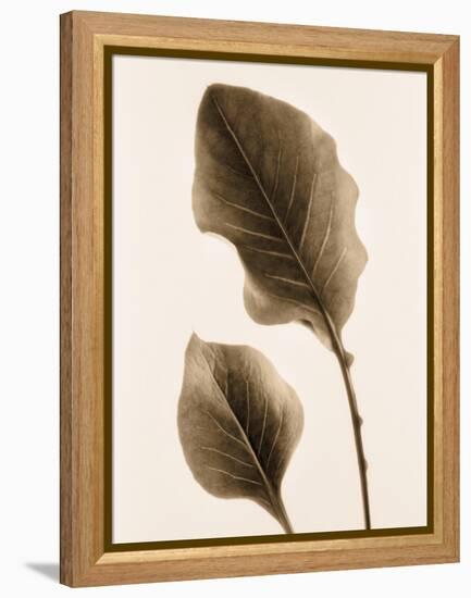 Philodendron Leaf-Julie Greenwood-Framed Stretched Canvas