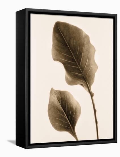 Philodendron Leaf-Julie Greenwood-Framed Stretched Canvas