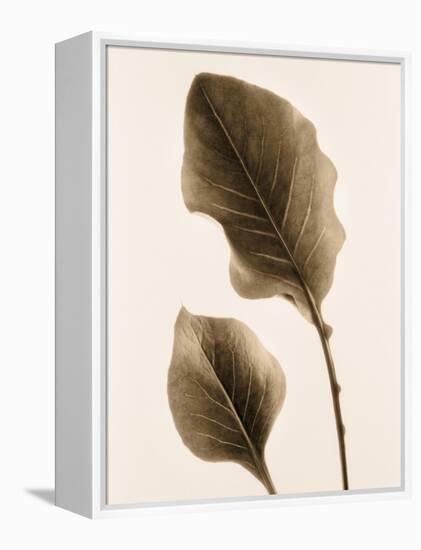 Philodendron Leaf-Julie Greenwood-Framed Stretched Canvas