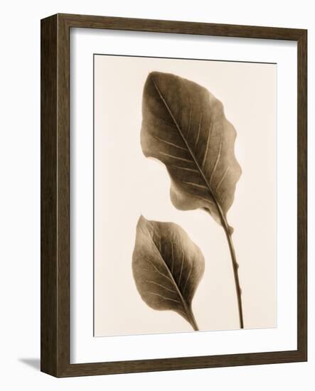 Philodendron Leaf-Julie Greenwood-Framed Art Print