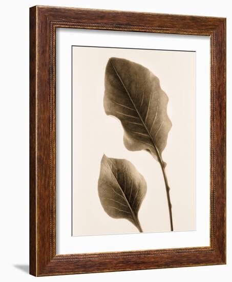Philodendron Leaf-Julie Greenwood-Framed Art Print