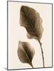 Philodendron Leaf-Julie Greenwood-Mounted Art Print
