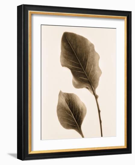 Philodendron Leaf-Julie Greenwood-Framed Art Print