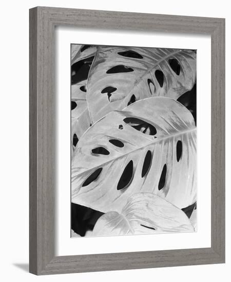 Philodendron, Michigan 86-Monte Nagler-Framed Photographic Print