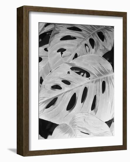 Philodendron, Michigan 86-Monte Nagler-Framed Photographic Print