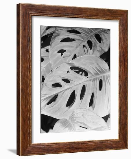 Philodendron, Michigan 86-Monte Nagler-Framed Photographic Print