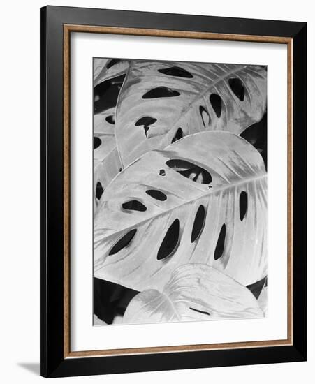 Philodendron, Michigan 86-Monte Nagler-Framed Photographic Print