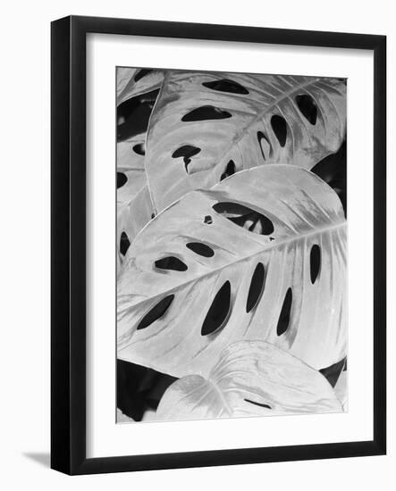 Philodendron, Michigan 86-Monte Nagler-Framed Photographic Print