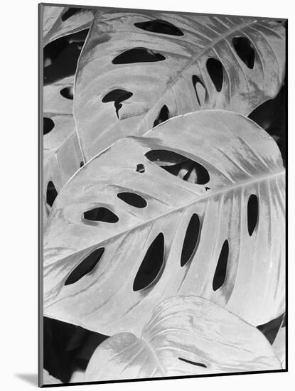 Philodendron, Michigan 86-Monte Nagler-Mounted Photographic Print