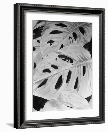 Philodendron, Michigan 86-Monte Nagler-Framed Photographic Print