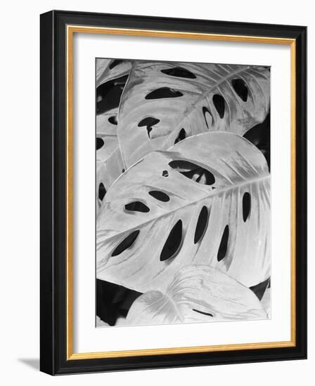 Philodendron, Michigan 86-Monte Nagler-Framed Photographic Print