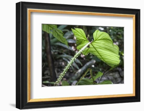 Philodendron Noid in Pacaya-Samiria Reserve, Amazon, Peru-Mallorie Ostrowitz-Framed Photographic Print