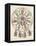 Philosophy Enthroned Surroun- -Ed by the Sciences-Engelhardt-Framed Premier Image Canvas