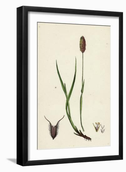 Phleum Alpinum Alpine Timothy-Grass-null-Framed Giclee Print