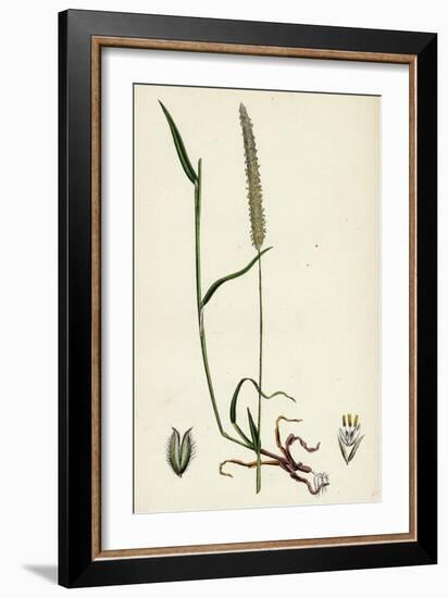 Phleum Böhmeri Purple-Stalked Timothy-Grass-null-Framed Giclee Print