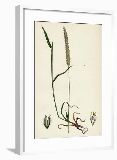 Phleum Böhmeri Purple-Stalked Timothy-Grass-null-Framed Giclee Print