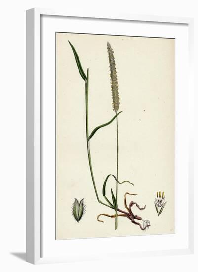 Phleum Böhmeri Purple-Stalked Timothy-Grass-null-Framed Giclee Print