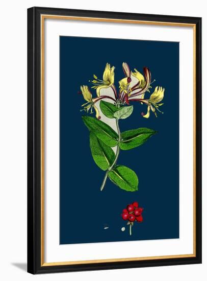 Phleum Pratense, Var. Genuinum; Common Timothy-Grass, Var. A-null-Framed Giclee Print