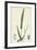 Phleum Pratense Var. Genuinum Common Timothy-Grass Var. A-null-Framed Giclee Print