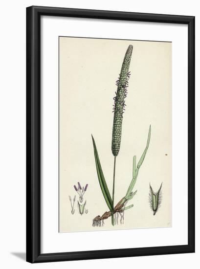 Phleum Pratense Var. Genuinum Common Timothy-Grass Var. A-null-Framed Giclee Print