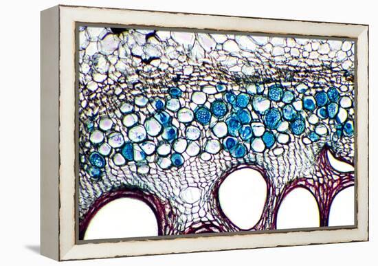 Phloem Plant Cells, Light Micrograph-Dr. Keith Wheeler-Framed Premier Image Canvas