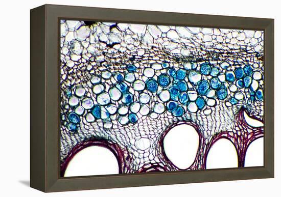 Phloem Plant Cells, Light Micrograph-Dr. Keith Wheeler-Framed Premier Image Canvas