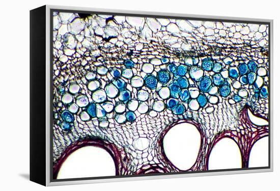 Phloem Plant Cells, Light Micrograph-Dr. Keith Wheeler-Framed Premier Image Canvas
