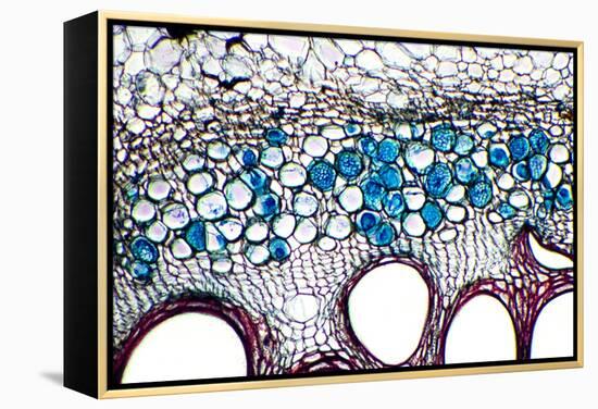 Phloem Plant Cells, Light Micrograph-Dr. Keith Wheeler-Framed Premier Image Canvas