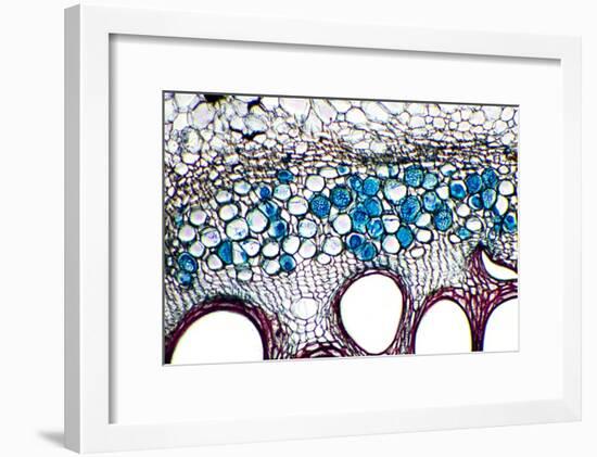 Phloem Plant Cells, Light Micrograph-Dr. Keith Wheeler-Framed Photographic Print