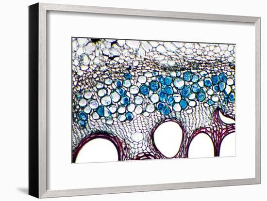 Phloem Plant Cells, Light Micrograph-Dr. Keith Wheeler-Framed Photographic Print