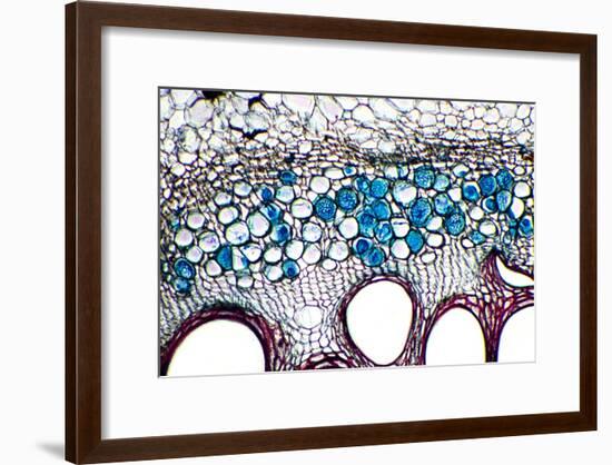 Phloem Plant Cells, Light Micrograph-Dr. Keith Wheeler-Framed Photographic Print