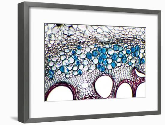 Phloem Plant Cells, Light Micrograph-Dr. Keith Wheeler-Framed Photographic Print