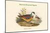 Phlogoenas Crinigera - Maroon-Breasted Pigeon-John Gould-Mounted Art Print