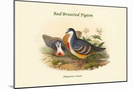 Phlogoenas Cruenta - Red-Breasted Pigeon-John Gould-Mounted Art Print