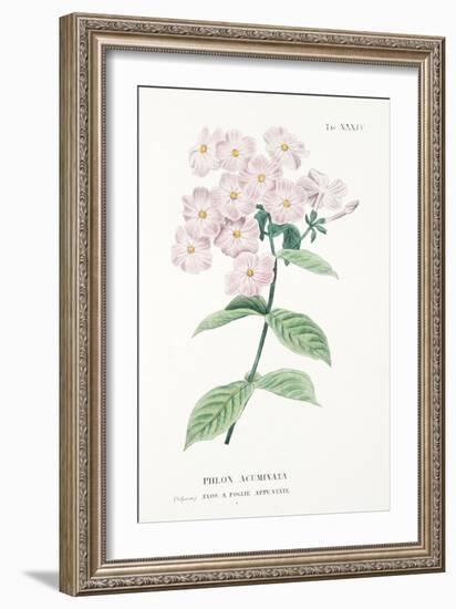 Phlox Acuminata, Plate Xxxiv, from L'antotrofia Ossia La Coltivazione De'fiori by Antonio Piccioli,-Italian School-Framed Giclee Print