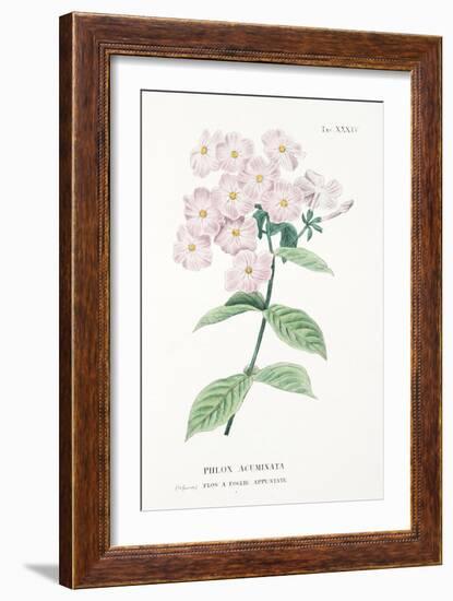 Phlox Acuminata, Plate Xxxiv, from L'antotrofia Ossia La Coltivazione De'fiori by Antonio Piccioli,-Italian School-Framed Giclee Print