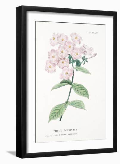 Phlox Acuminata, Plate Xxxiv, from L'antotrofia Ossia La Coltivazione De'fiori by Antonio Piccioli,-Italian School-Framed Giclee Print