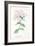 Phlox Acuminata, Plate Xxxiv, from L'antotrofia Ossia La Coltivazione De'fiori by Antonio Piccioli,-Italian School-Framed Giclee Print