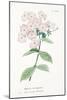 Phlox Acuminata, Plate Xxxiv, from L'antotrofia Ossia La Coltivazione De'fiori by Antonio Piccioli,-Italian School-Mounted Giclee Print