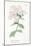 Phlox Acuminata, Plate Xxxiv, from L'antotrofia Ossia La Coltivazione De'fiori by Antonio Piccioli,-Italian School-Mounted Giclee Print