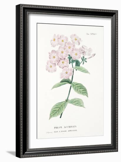 Phlox Acuminata, Plate Xxxiv, from L'antotrofia Ossia La Coltivazione De'fiori by Antonio Piccioli,-Italian School-Framed Giclee Print