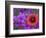 Phlox and Indian Blanket, Near Devine, Texas, USA-Darrell Gulin-Framed Photographic Print