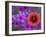 Phlox and Indian Blanket, Near Devine, Texas, USA-Darrell Gulin-Framed Photographic Print