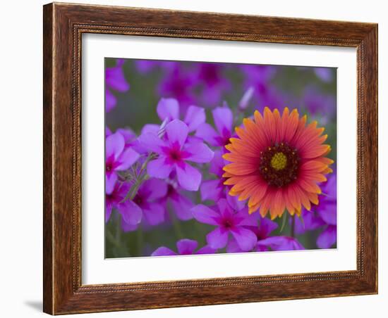 Phlox and Indian Blanket, Near Devine, Texas, USA-Darrell Gulin-Framed Photographic Print