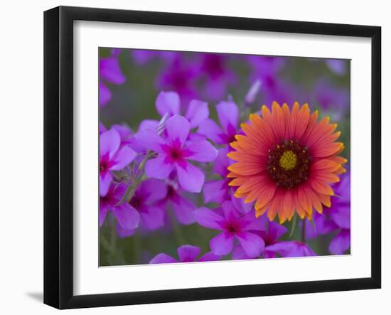 Phlox and Indian Blanket, Near Devine, Texas, USA-Darrell Gulin-Framed Photographic Print