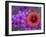 Phlox and Indian Blanket, Near Devine, Texas, USA-Darrell Gulin-Framed Photographic Print